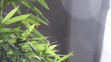风景植物摇曳实拍视频视频的预览图